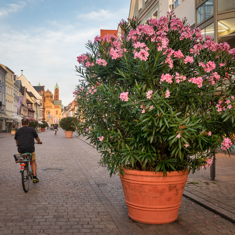 Speyer | Altstadt
